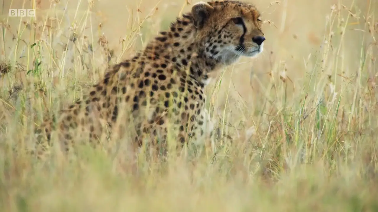 Southeast African cheetah (Acinonyx jubatus jubatus) as shown in The Mating Game - Grasslands: In Plain Sight